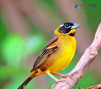 Black-headed Bunting_Emberiza melanocephala