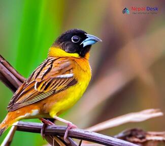 Black-headed Bunting_Emberiza melanocephala