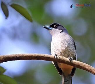 Black-headed Cuckooshrike_Lalage melanoptera