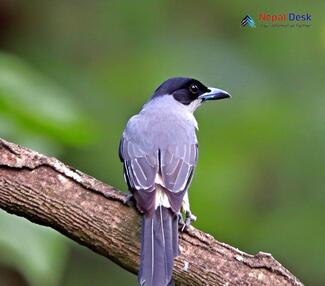 Black-headed Cuckooshrike_Lalage melanoptera