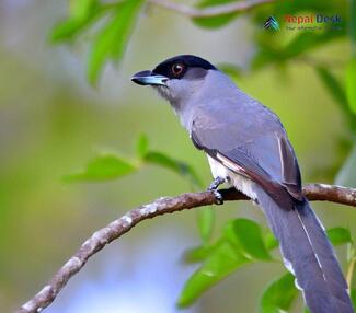 Black-headed Cuckooshrike_Lalage melanoptera