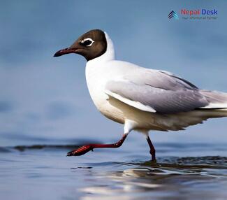 Black-headed Gull - Chroicocephalus ridibundus