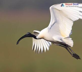 Black-headed Ibis - Threskiornis melanocephalus