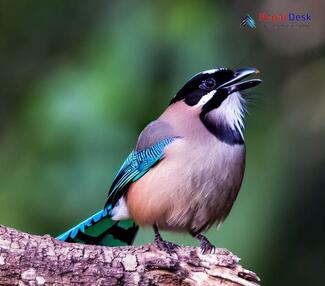 Black-headed Jay_Garrulus lanceolatus