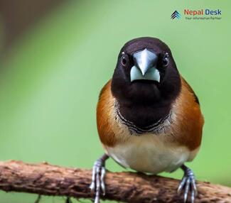 Black-headed Munia - Lonchura malacca