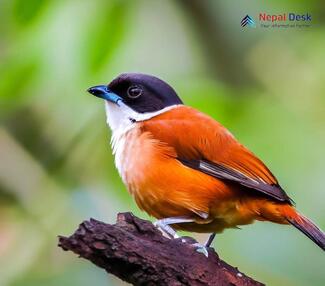 Black-headed Shrike-Babbler_Pteruthius rufiventer