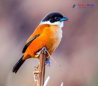 Black-headed Shrike-Babbler_Pteruthius rufiventer