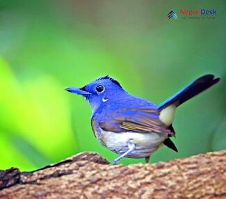 Black-naped Monarch - Hypothymis azurea