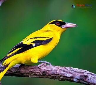 Black-naped Oriole_Oriolus chinensis