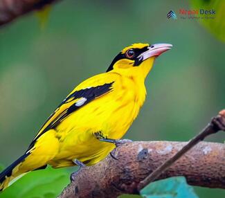 Black-naped Oriole_Oriolus chinensis