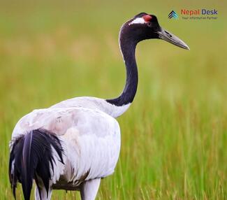 Black-necked Crane_Grus nigricollis