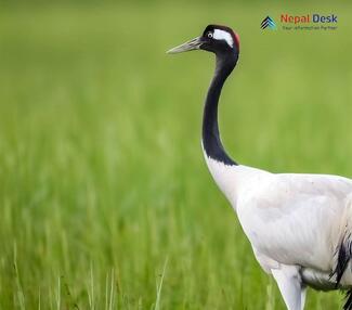 Black-necked Crane_Grus nigricollis