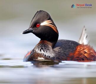 Black-necked Grebe_Podiceps nigricollis