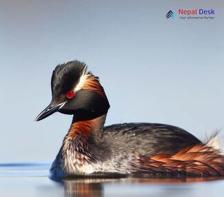 Black-necked Grebe_Podiceps nigricollis