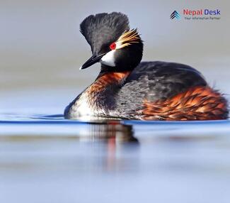 Black-necked Grebe_Podiceps nigricollis