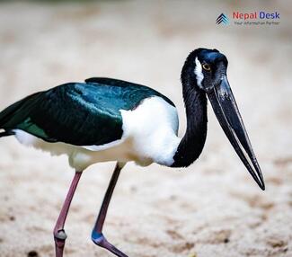 Black-necked Stork - Ephippiorhynchus asiaticus