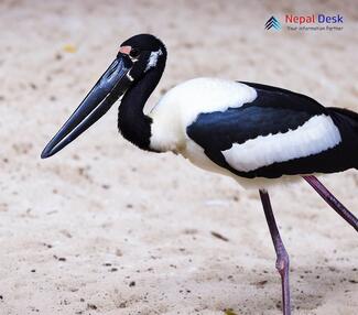 Black-necked Stork - Ephippiorhynchus asiaticus