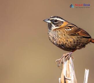 Black-throated Accentor_Prunella atrogularis