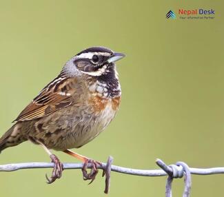 Black-throated Accentor_Prunella atrogularis