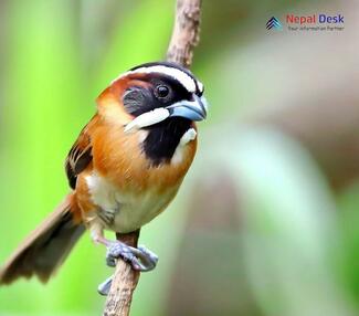 Black-throated Parrotbill_Suthora nipalensis