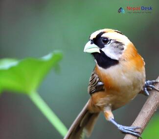 Black-throated Parrotbill_Suthora nipalensis