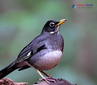 Black-throated Thrush_Turdus atrogularis