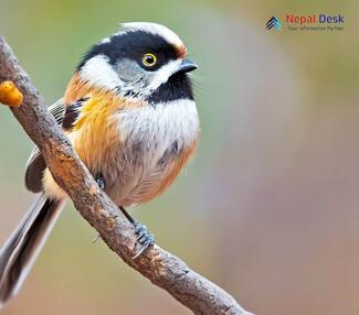 Black-throated Tit_Aegithalos concinnus