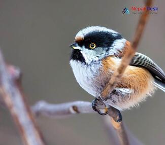 Black-throated Tit_Aegithalos concinnus