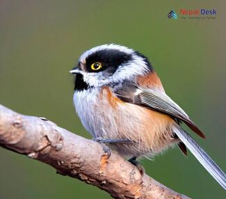 Black-throated Tit_Aegithalos concinnus