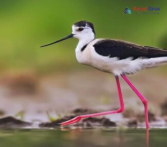 Black-winged Stilt Himantopus himantopus