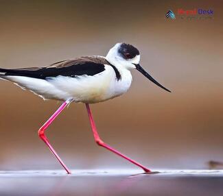 Black-winged Stilt Himantopus himantopus