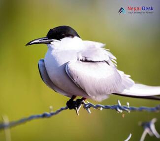 Black-winged Tern Chlidonias leucopterus