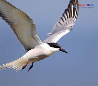 Black-winged Tern Chlidonias leucopterus