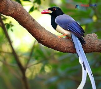 Blue-Magpie_Urocissa erythroryncha