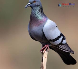 Blue Rock Pigeon_Columba livia