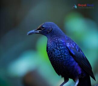 Blue Whistling-Thrush_Myophonus caeruleus