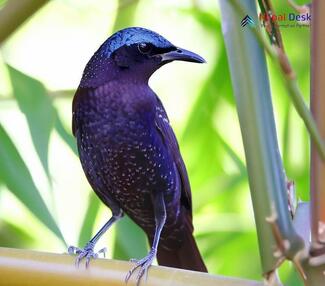 Blue Whistling-Thrush_Myophonus caeruleus