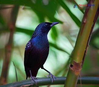 Blue Whistling-Thrush_Myophonus caeruleus