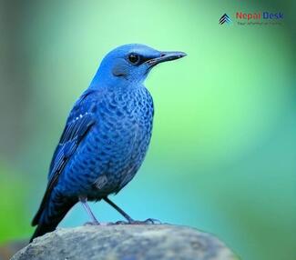 Blue rock thrush Monticola solitarius