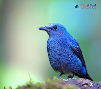 Blue rock thrush Monticola solitarius