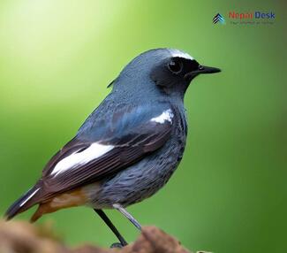 Blue-capped Redstart_Phoenicurus coeruleocephalus