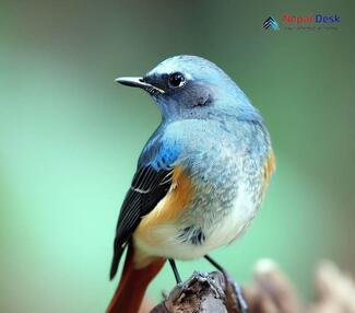 Blue-capped Redstart_Phoenicurus coeruleocephalus