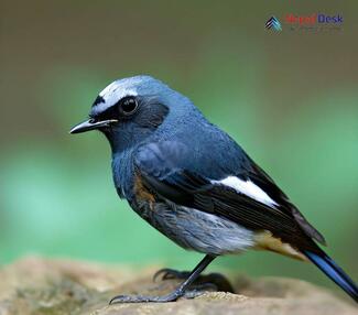 Blue-capped Redstart_Phoenicurus coeruleocephalus