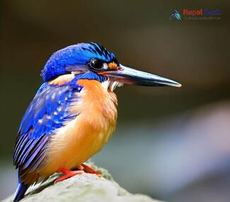 Blue-eared Kingfisher_Alcedo meninting