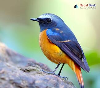 Blue-fronted Redstart_Phoenicurus frontalis