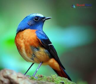 Blue-fronted Redstart_Phoenicurus frontalis