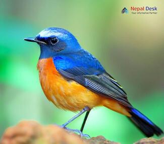 Blue-fronted Redstart_Phoenicurus frontalis