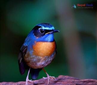 Blue-fronted Robin_Cinclidium frontale