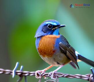 Blue-fronted Robin_Cinclidium frontale