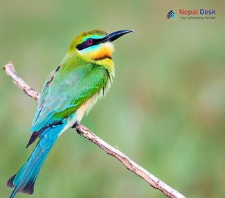 Blue-tailed Bee-eater_Merops philippinus